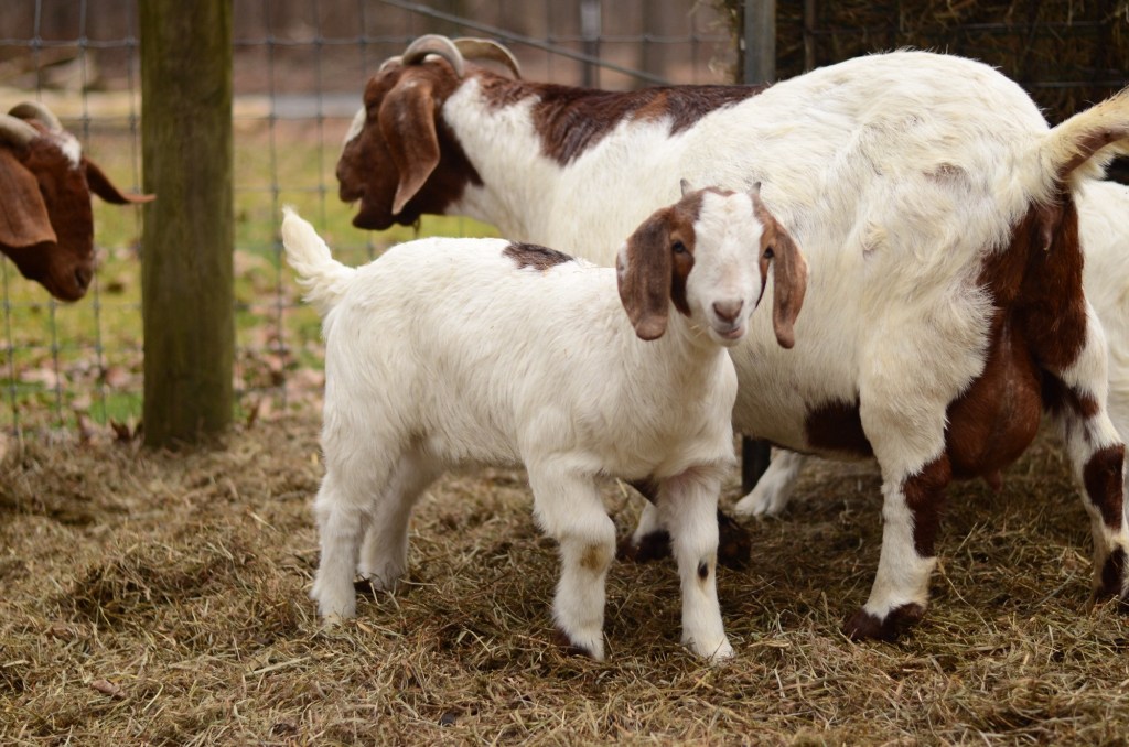 Boer Goat Kid
